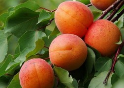 Prunus Armeniaca rakovsky / Rakovsky Kajszibarack 